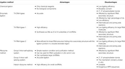 Circular RNA: Biosynthesis in vitro